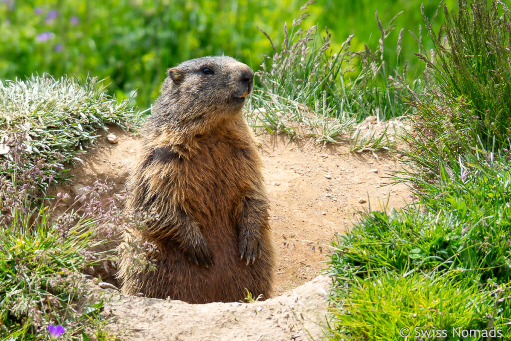 Murmeltiere in Graubünden