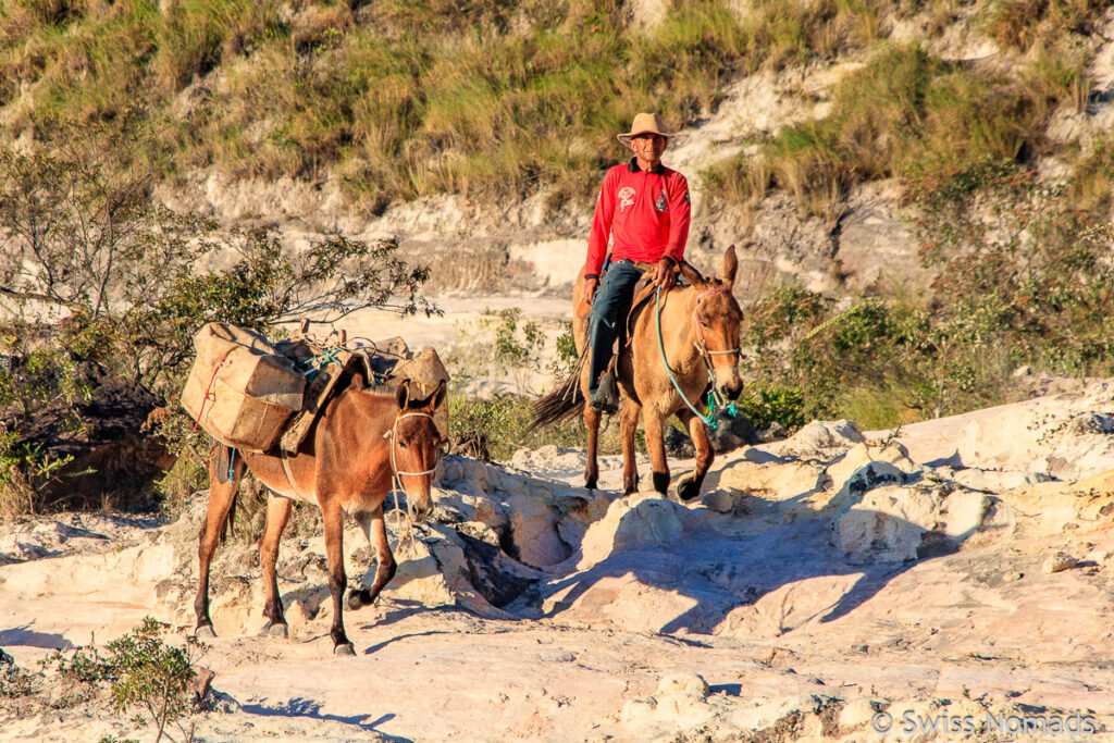 Chapada Diamantina Nationalpark Packpferde