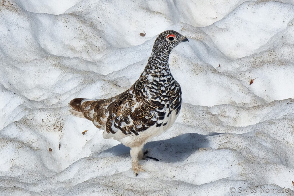 Alpen Schneehuhn am CDT in Colorado