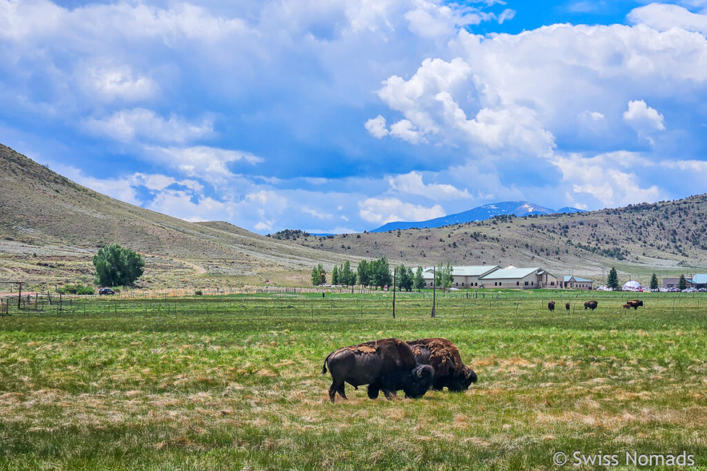 Bisons am Strassenrand in Colorado