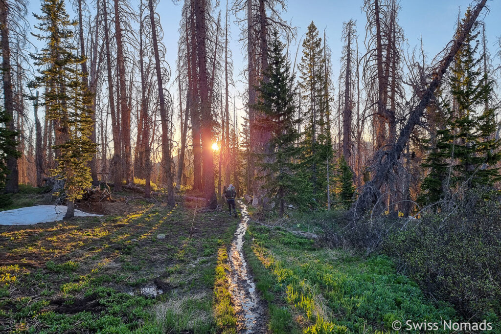 Sonnenaufgang im Wald